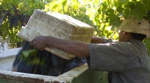 Napa Valley Harvest Report 2012