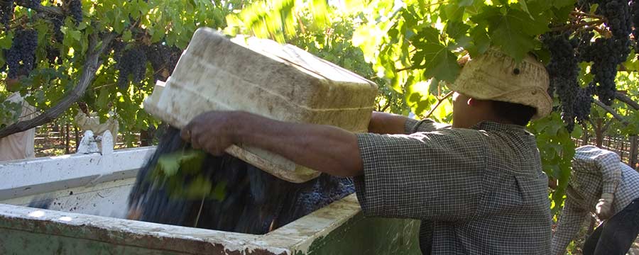 Napa Valley Harvest Report 2012